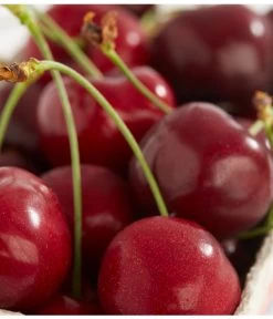 Süßkirschen-Duo 'Kordia/Burlat' 7 Süßkirschen-Duo 'Kordia/Burlat' -Pflanzenwelt Verkauf 7620180 PR DE 001 KirscheBurlatDehnerExpressZS