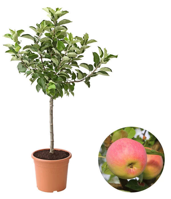 Dehner Zwergapfel 'Croquella' 3 Dehner Zwergapfel 'Croquella'