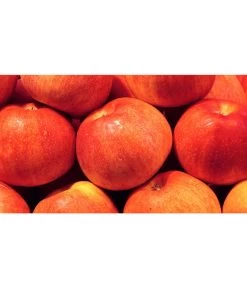 Dehner Zwergapfel 'Croquella' 6 Dehner Zwergapfel 'Croquella' -Pflanzenwelt Verkauf 7621865 WE MO 001 ZergapfelCroquellaPixabay