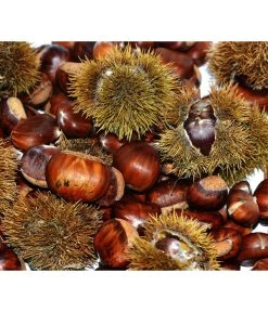 Esskastanie 'Bouche Rouge'