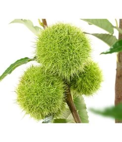 Esskastanie 'Bouche Rouge' 6 Esskastanie 'Bouche Rouge' -Pflanzenwelt Verkauf 7621964 WE DE 002 CastaneaSativaBocheRougeEsskastanie