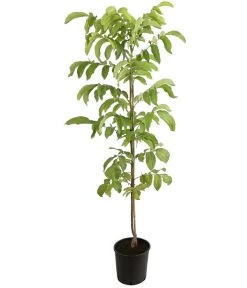 Veredelte Walnuss 'Mars' 5 Veredelte Walnuss 'Mars' -Pflanzenwelt Verkauf 7622020 PR FS 001 JuglansWalnussMarsHADehnerExpressHerzig