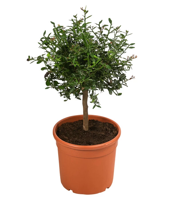 Dehner Gourmet Garten Fingerlimette 3 Dehner Gourmet Garten Fingerlimette