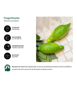Dehner Gourmet Garten Fingerlimette 7 Dehner Gourmet Garten Fingerlimette -Pflanzenwelt Verkauf 7622830 WE IG 002 FingerlimetteLimettenkaviar
