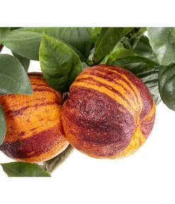 Regenbogen-Orange 'Acrobal' -Pflanzenwelt Verkauf 7623044 WE DE 001 CitrusRegenbogenorangeArcobal