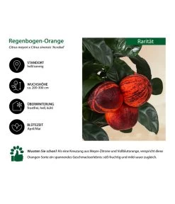 Regenbogen-Orange 'Acrobal' -Pflanzenwelt Verkauf 7623044 WE IG 001 Regenbogen Orange