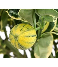 Weißbunte Orange 'Variegata' -Pflanzenwelt Verkauf 7623093 WE DE 001 CitrusWeissbunteOrangeVariegataT20