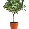 Weißbunte Orange 'Variegata' -Pflanzenwelt Verkauf 7623093 WE FS 001 CitrusWeissbunteOrangeVariegataT20