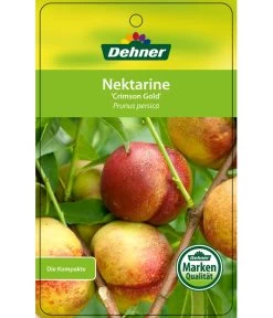 Nektarine 'Crimson Gold' 10 Nektarine 'Crimson Gold' -Pflanzenwelt Verkauf 7626005 NektarineCrimsonGold Etikett 1