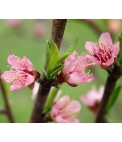 Nektarine 'Crimson Gold' 9 Nektarine 'Crimson Gold' -Pflanzenwelt Verkauf 7626005 PR DE 002 PrunusNektarineCrimsonGoldBluetePixabay