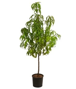 Nektarine 'Crimson Gold' 8 Nektarine 'Crimson Gold' -Pflanzenwelt Verkauf 7626005 WE FS 001 PrunusPfirsichCrimsonGoldDehnerExpressHerzig