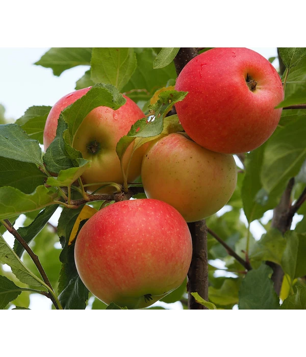 Winterapfel 'Ecolette' (S) 3 Winterapfel 'Ecolette' (S)