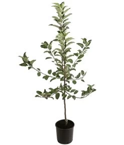 Winterapfel 'Ecolette' (S) 5 Winterapfel 'Ecolette' (S) -Pflanzenwelt Verkauf 7639016 PR FS 001 MalusApfelEcoletteDehnerExpressHerzig