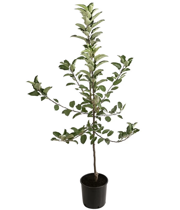 Winterapfel 'Ecolette' (S) 4 Winterapfel 'Ecolette' (S) – Bild 2