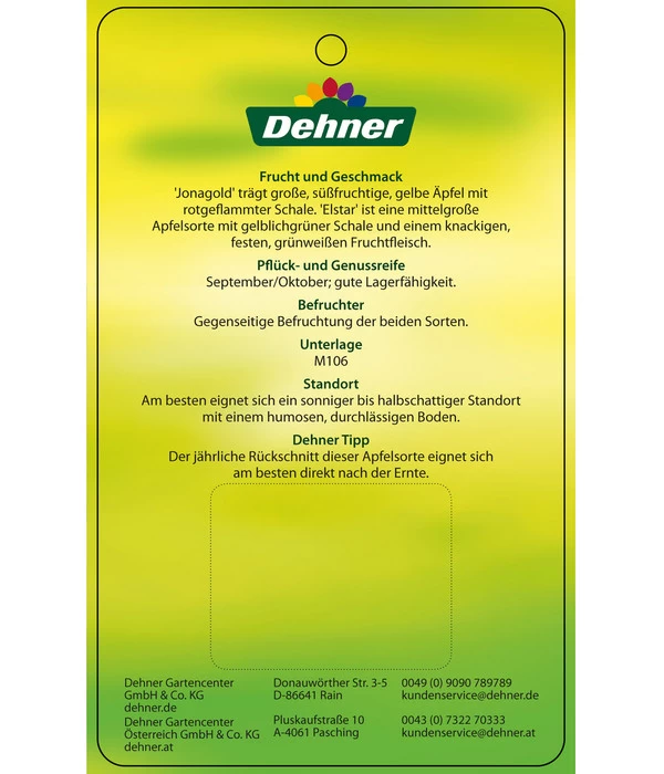 Apfel-Duo 'Jonagold'/'Elstar' 7 Apfel-Duo 'Jonagold'/'Elstar' – Bild 5