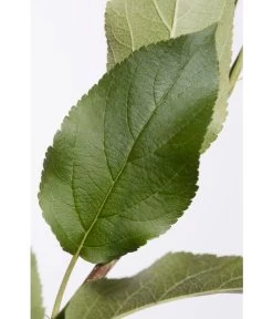 Apfel-Duo 'Jonagold'/'Elstar' 9 Apfel-Duo 'Jonagold'/'Elstar' -Pflanzenwelt Verkauf 7639248 PR DE 001 ApfelElstarJonagoldDuoMalus95LiterDehnerExpressZS