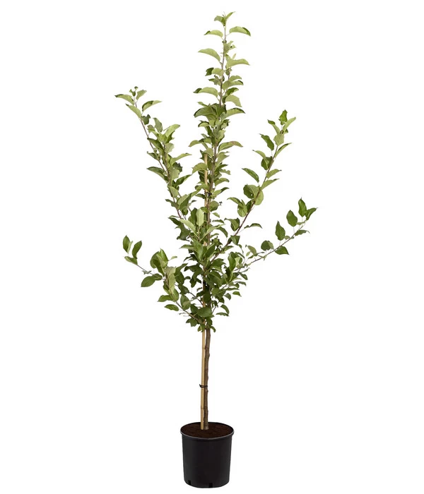 Apfel-Duo 'Jonagold'/'Elstar' 4 Apfel-Duo 'Jonagold'/'Elstar' – Bild 2