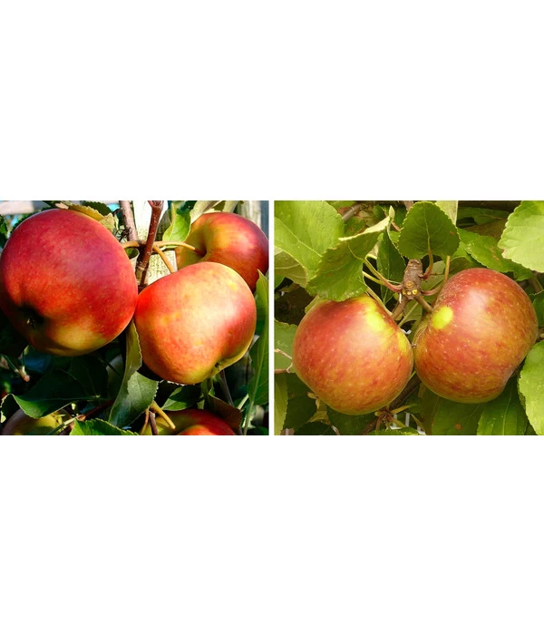 Apfel-Duo 'Jonagold'/'Elstar' 3 Apfel-Duo 'Jonagold'/'Elstar'