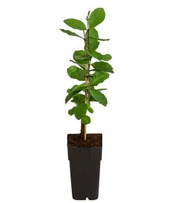 Guave -Pflanzenwelt Verkauf 7641335 WE FS 003 GuaveExoten