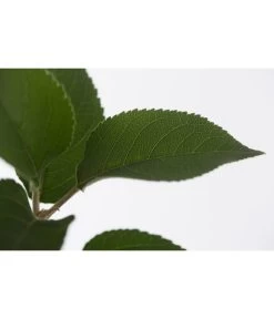 Winterapfel 'Goldparmäne' 11 Winterapfel 'Goldparmäne' -Pflanzenwelt Verkauf 7654999 PR DE 001 ApfelGoldparmaeneMalusBusch95LiteDehnerExpressZS