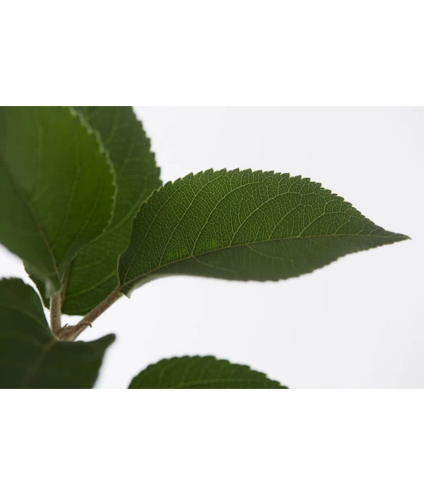 Winterapfel 'Goldparmäne' 6 Winterapfel 'Goldparmäne' – Bild 4