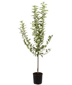 Winterapfel 'Goldparmäne' 10 Winterapfel 'Goldparmäne' -Pflanzenwelt Verkauf 7654999 PR FS 001 ApfelGoldparmaeneMalusBusch95LiteDehnerExpressZS