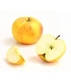 Winterapfel 'Goldparmäne' 9 Winterapfel 'Goldparmäne' -Pflanzenwelt Verkauf 7654999 WE DE 006 ApfelGoldparmaeneDehnerExpressHerzig