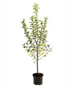 Apfel-Duo 'Goldparmäne'/'Alkmene' 5 Apfel-Duo 'Goldparmäne'/'Alkmene' -Pflanzenwelt Verkauf 7655111 PR FS 001 ApfelDuoGolparmaeneAlkmeneMalus95LiterDehnerExpressHerzig