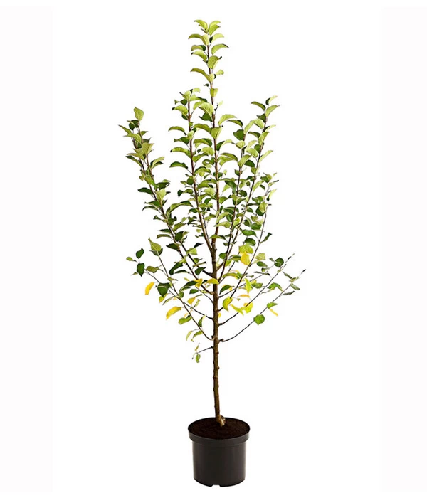 Apfel-Duo 'Goldparmäne'/'Alkmene' 4 Apfel-Duo 'Goldparmäne'/'Alkmene' – Bild 2