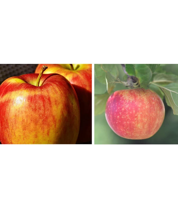 Apfel-Duo 'Goldparmäne'/'Alkmene' 3 Apfel-Duo 'Goldparmäne'/'Alkmene'