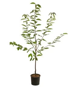 Süßkirsche 'Große Prinzessin' -Pflanzenwelt Verkauf 7657570 WE FS 001 PrunusKirscheGrossePrinzessin