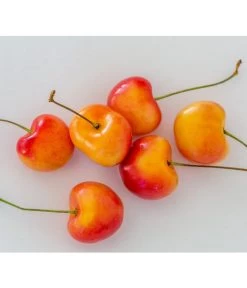 Kirschen-Duo 'Regina/Napoleon' 11 Kirschen-Duo 'Regina/Napoleon' -Pflanzenwelt Verkauf 7657570 WE MO 001 SuesskirscheGrossePrinzessinPixabay 1