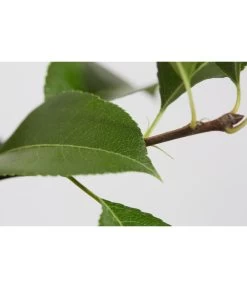 Sommerbirne 'Gute Luise' 12 Sommerbirne 'Gute Luise' -Pflanzenwelt Verkauf 7658578 PR DE 001 BirneGuteLuisePyrusBusch95LiterDehnerExpressZS