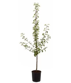 Sommerbirne 'Gute Luise' 11 Sommerbirne 'Gute Luise' -Pflanzenwelt Verkauf 7658578 PR FS 001 BirneGuteLuisePyrusBusch95LiterDehnerExpressZS