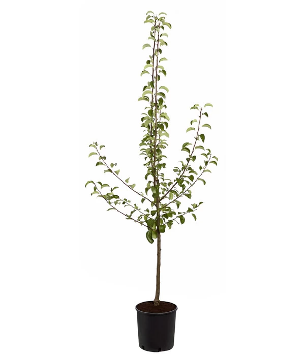 Sommerbirne 'Gute Luise' 5 Sommerbirne 'Gute Luise' – Bild 3