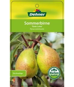 Sommerbirne 'Gute Luise' 14 Sommerbirne 'Gute Luise' -Pflanzenwelt Verkauf 7658578 SommerbirneGuteLuise Etikett 1