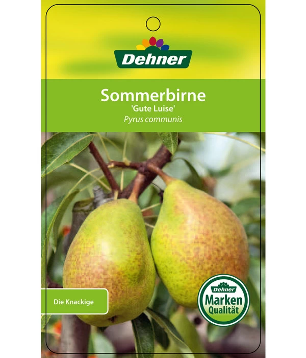 Sommerbirne 'Gute Luise' 8 Sommerbirne 'Gute Luise' – Bild 6