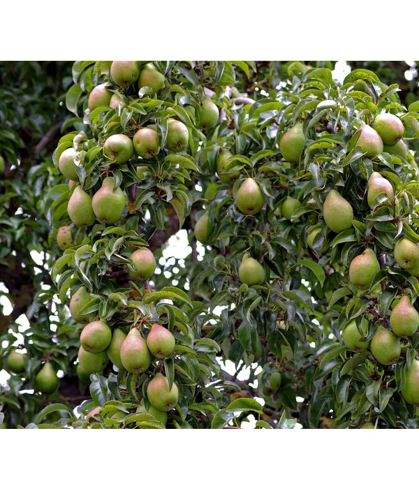 Sommerbirne 'Gute Luise' 3 Sommerbirne 'Gute Luise'