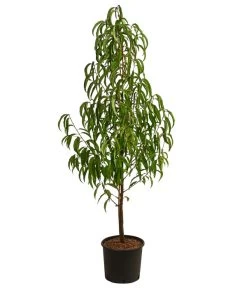 Nektarine, Verschiedene Sorten 5 Nektarine, Verschiedene Sorten -Pflanzenwelt Verkauf 7662620 WE FS 001 PrunusNektarineEinjaehrigDehnerExpressHerzig