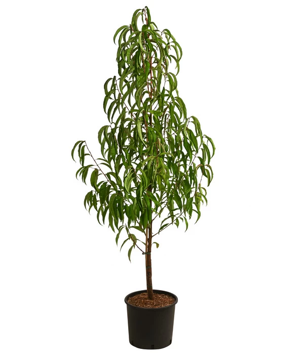 Nektarine, Verschiedene Sorten 4 Nektarine, Verschiedene Sorten – Bild 2