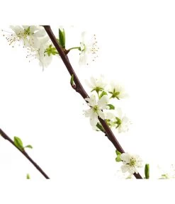 Zwetschge 'Haroma' 8 Zwetschge 'Haroma' -Pflanzenwelt Verkauf 7662703 WE DE 001 ZwetschgeHaromaDehnerExpressHerzig