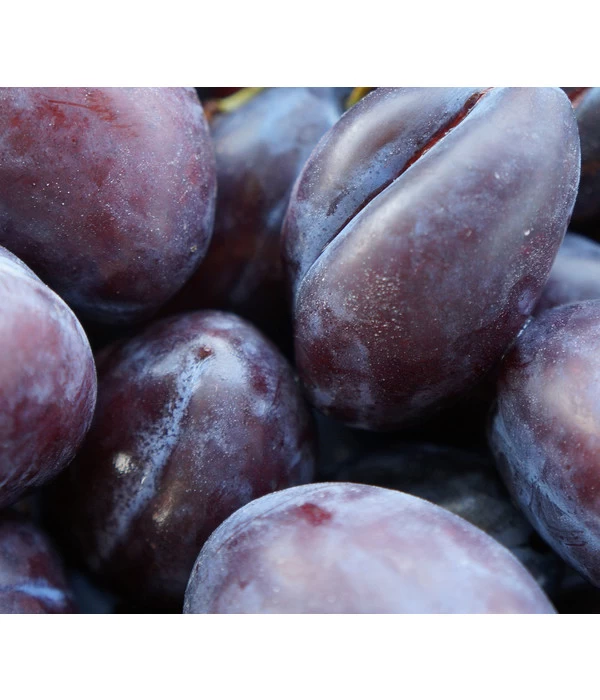 Zwetschge 'Haroma' 3 Zwetschge 'Haroma'