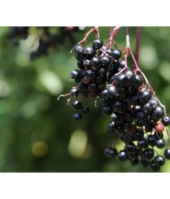 Holunder 'Black Tower' -Pflanzenwelt Verkauf 7662810 PR MO 002 HolunderBlackTower