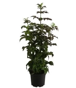 Holunder 'Black Tower' -Pflanzenwelt Verkauf 7662810 WE FS 001 SambucusBlackTowerSaeulenholunderDehnerExpressHerzig