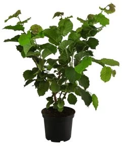 Haselnuss 'Hallesche Riesen' -Pflanzenwelt Verkauf 7662943 WE FS 001 CorylusHaselnussHallescheRiesen