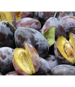 Zwetschgen-Duo 'Hauszwetsche'/'Oullins Reneklode' -Pflanzenwelt Verkauf 7663586 PR DE 001 PrunusPflaumeHauszwetschgePixabay