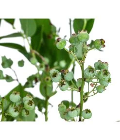 Dehner Heidelbeere 'Bluecrop' 9 Dehner Heidelbeere 'Bluecrop' -Pflanzenwelt Verkauf 7665409 WE DE 005 VacciniumHeidelbeereBluecrop3L