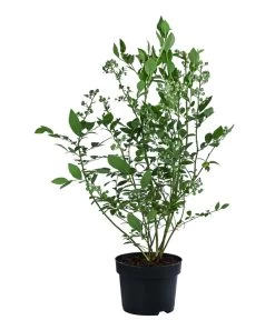 Dehner Heidelbeere 'Bluecrop' 7 Dehner Heidelbeere 'Bluecrop' -Pflanzenwelt Verkauf 7665409 WE FS 003 VacciniumHeidelbeereBluecrop3L