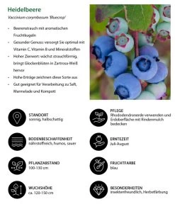 Dehner Heidelbeere 'Bluecrop' 8 Dehner Heidelbeere 'Bluecrop' -Pflanzenwelt Verkauf 7665409 WE IG 001 HeidelbeereVacciniumcorymbosumBlueCrop