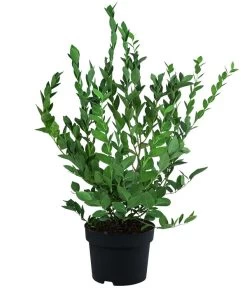 Heidelbeere 'Hardyblue' 7 Heidelbeere 'Hardyblue' -Pflanzenwelt Verkauf 7665490 WE FS 002 HeidelbeereHardyblue3L